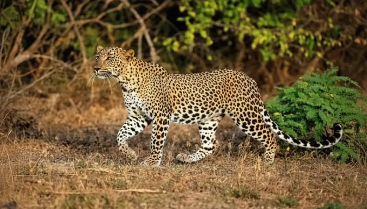 Kumana National Park