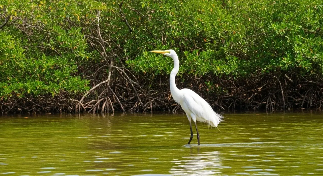 Muthurajawela Marsh
