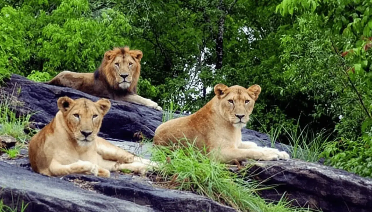 Ridiyagama Safari Park