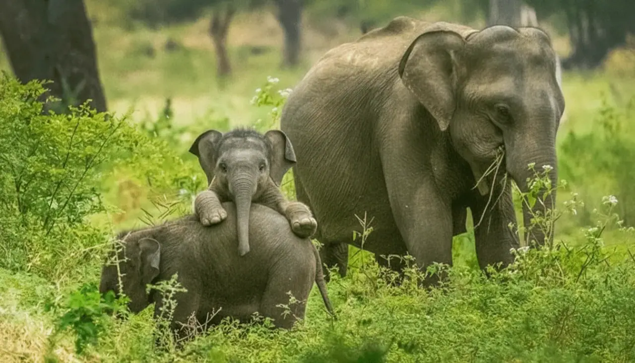 Yala National Park