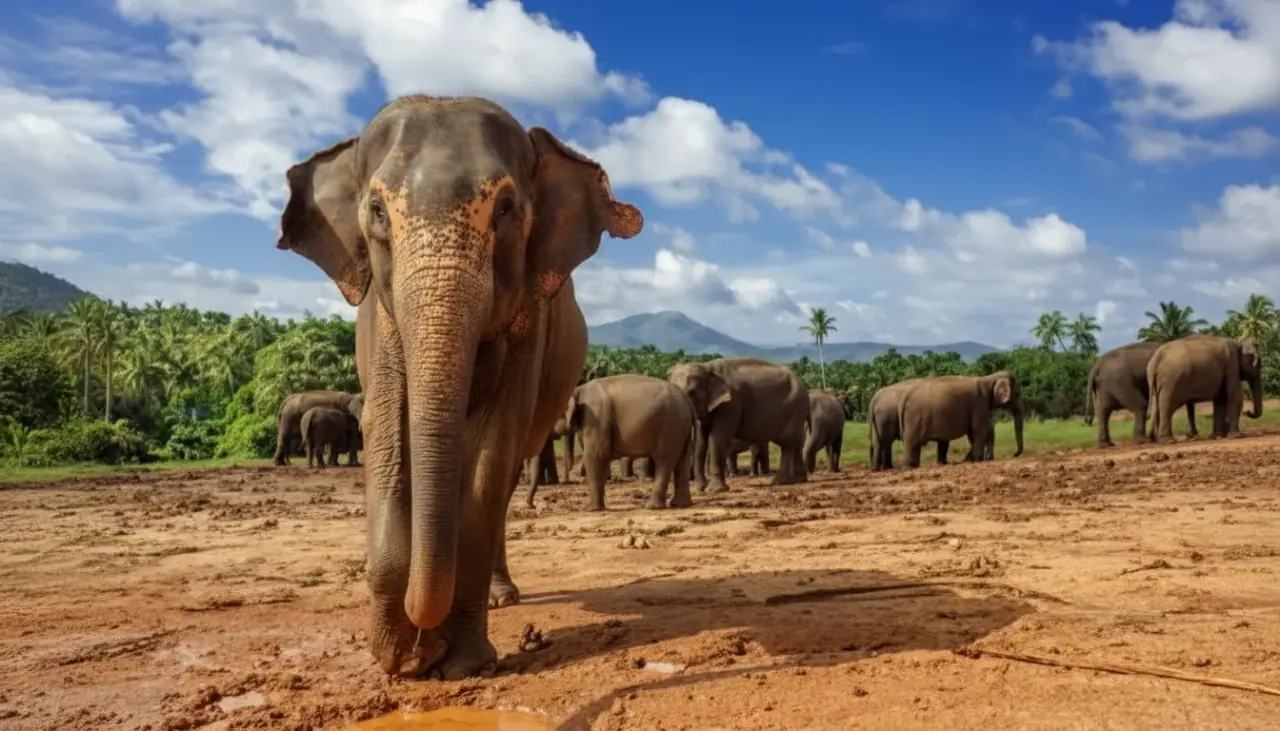 Millennium Elephant Foundation