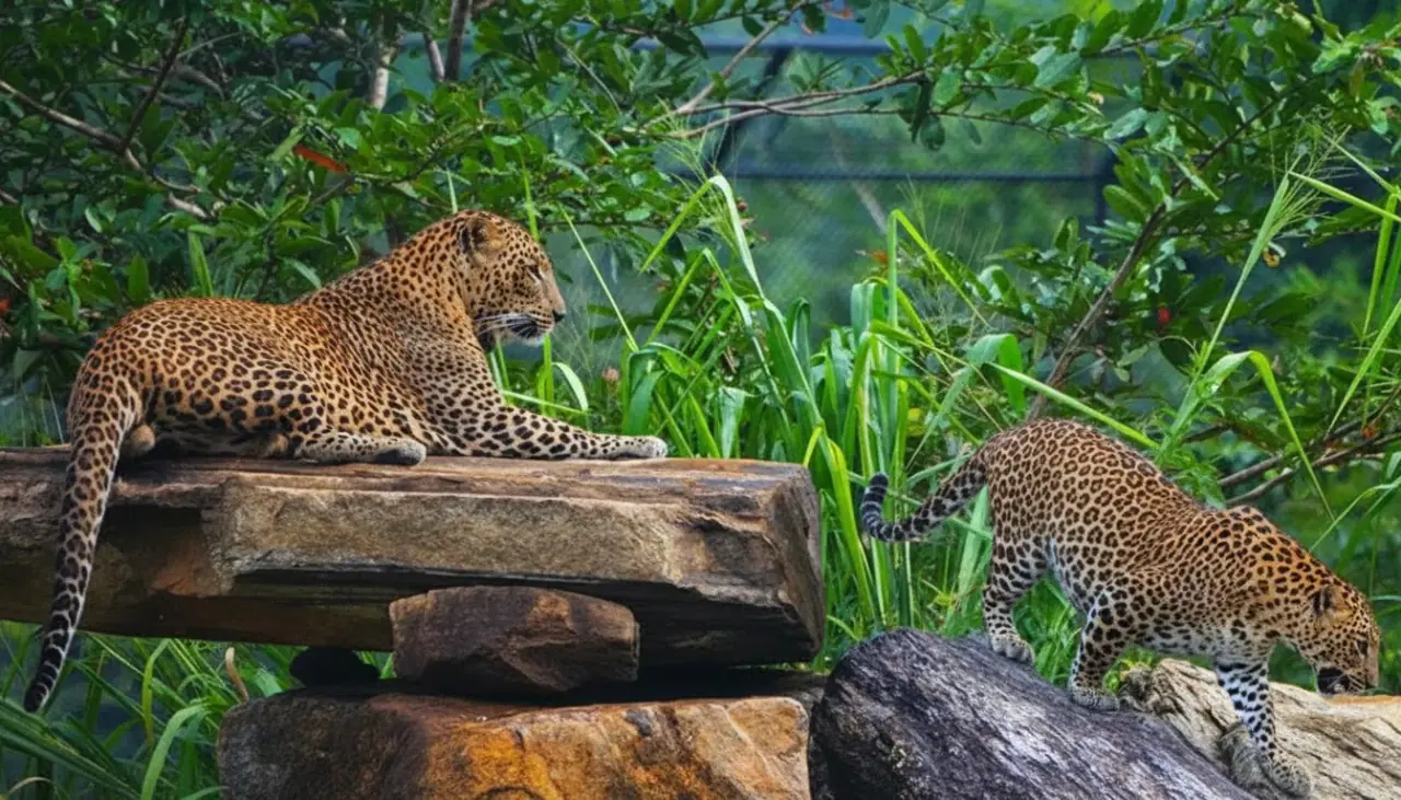 Pinnawala Open Zoo